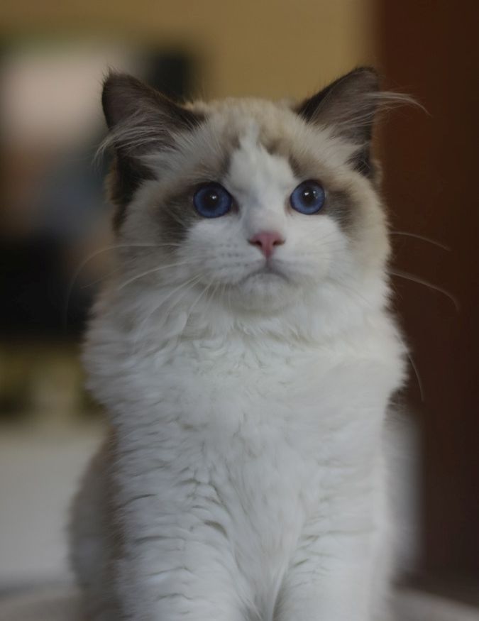 images/AvailableKittens/Jocky website.jpg